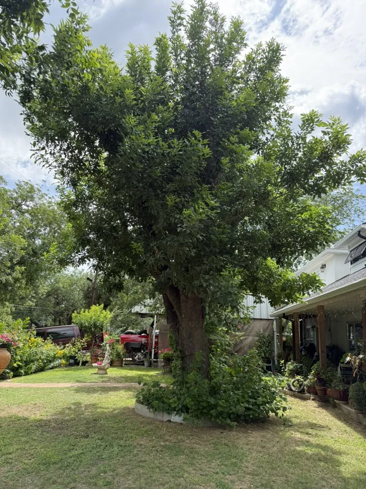 Professional landscape design experts serving Comfort, TX - Armando Lawn Tree Trimming Window Handy Man Services