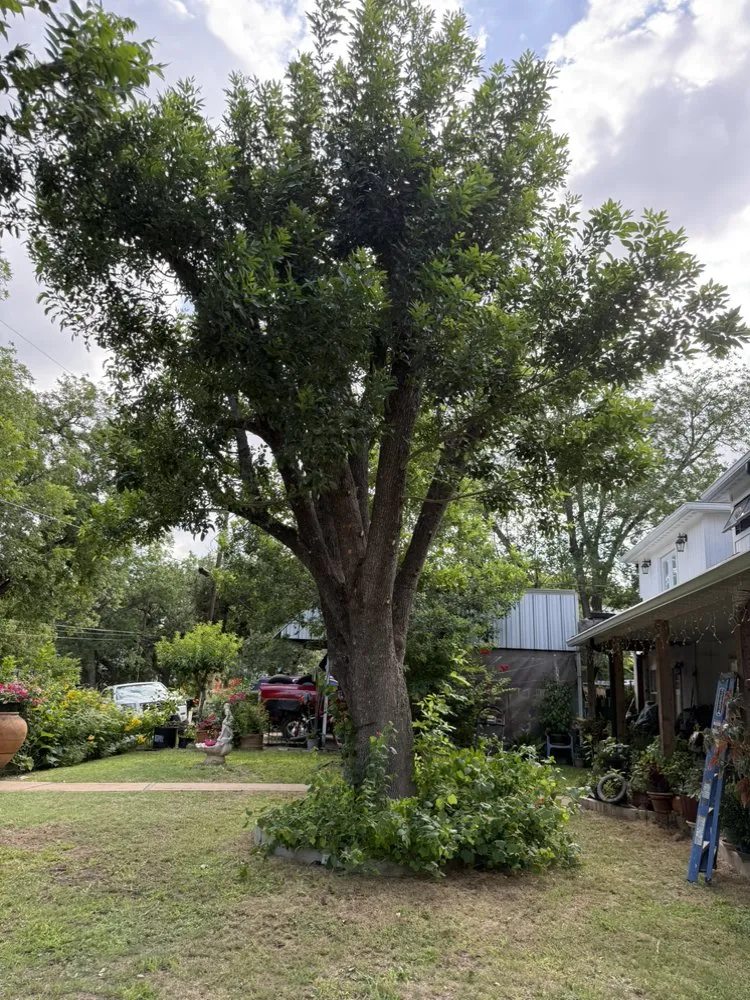 Affordable landscape design near you in Comfort, TX by Armando Lawn Tree Trimming Window Handy Man Services