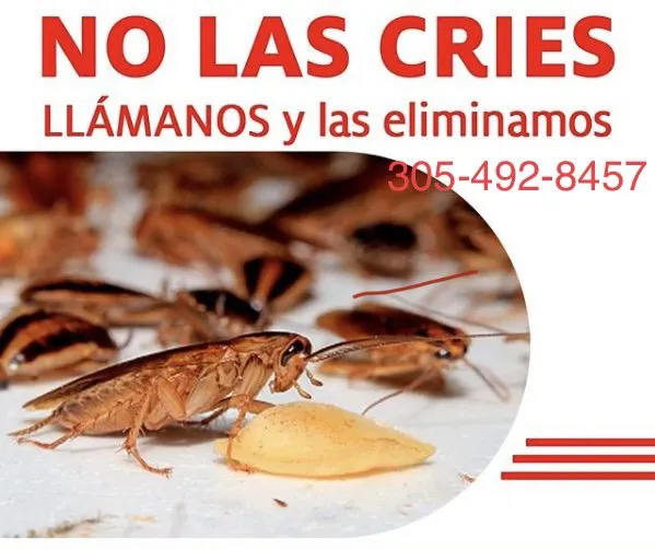 Affordable outdoor landscaping in Hialeah, FL - Armando Pileta Pest Control