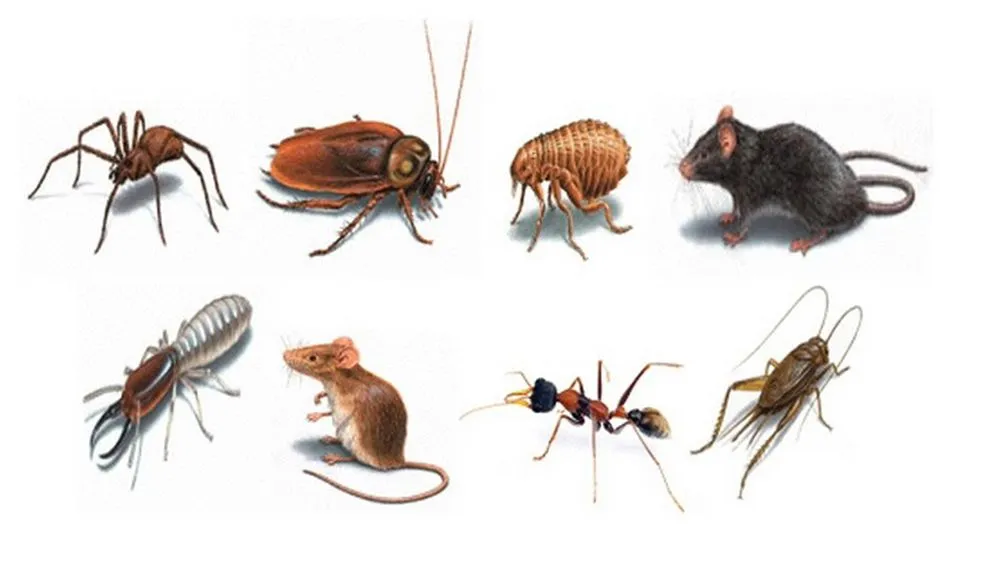 Reliable landscape design in Hialeah, FL - Armando Pileta Pest Control