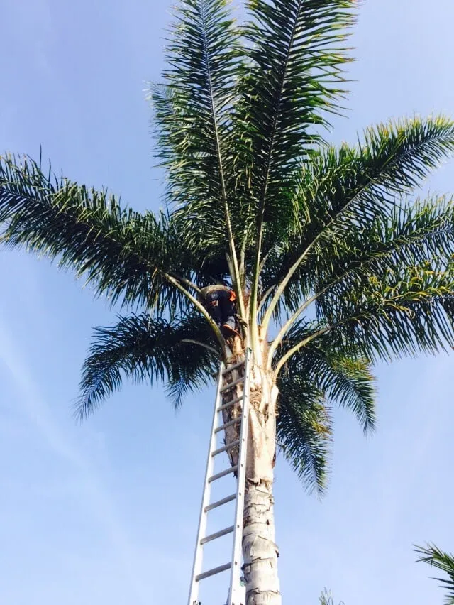 Expert landscape design experts serving Downey, CA - Armandos Gardening Service