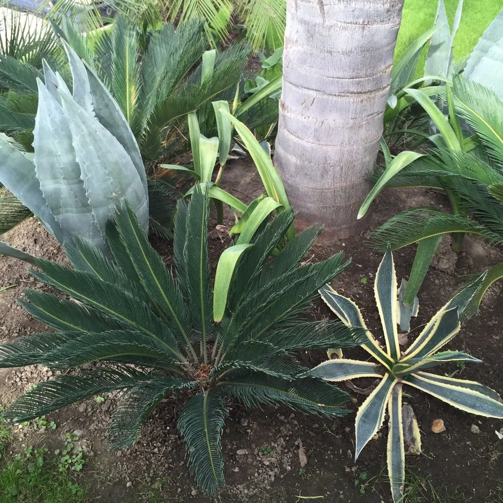 Trusted residential landscaping experts serving Downey, CA - Armandos Gardening Service