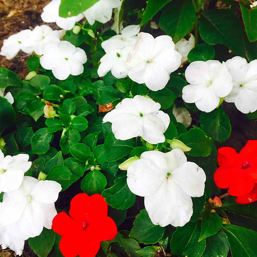 Trusted garden landscaping in Downey, CA by Armandos Gardening Service