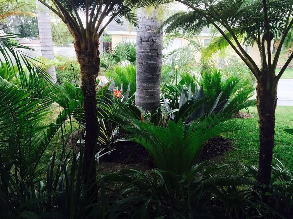 Affordable residential landscaping experts serving Downey, CA - Armandos Gardening Service