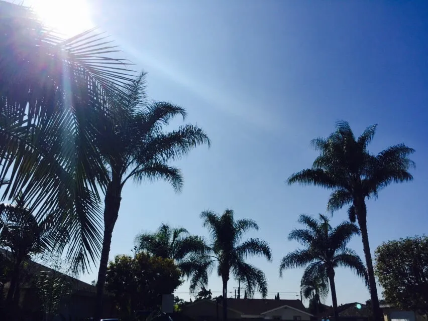 Expert landscaping services in Downey, CA by Armandos Gardening Service