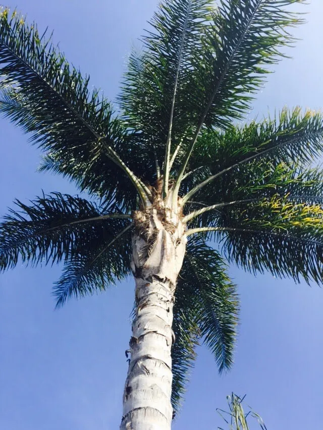 Custom landscape design in Downey, CA - Armandos Gardening Service