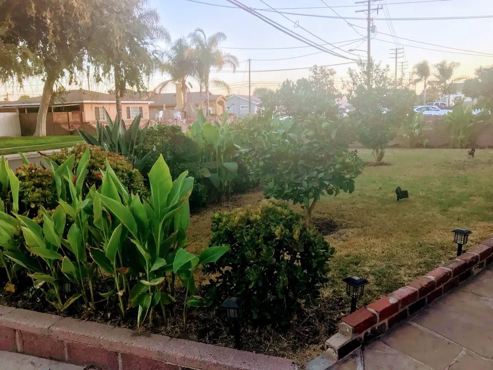 Reliable lawn mowing service in Downey, CA by Armandos Gardening Service