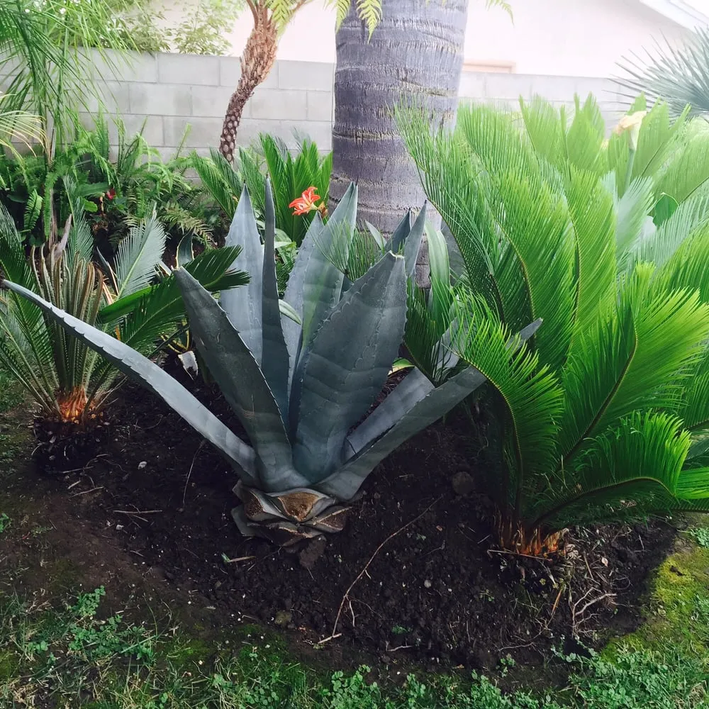 Trusted landscape design in Downey, CA - Armandos Gardening Service