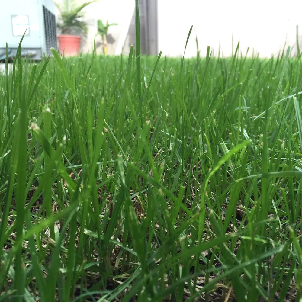 Professional lawn care service experts serving Downey, CA - Armandos Gardening Service