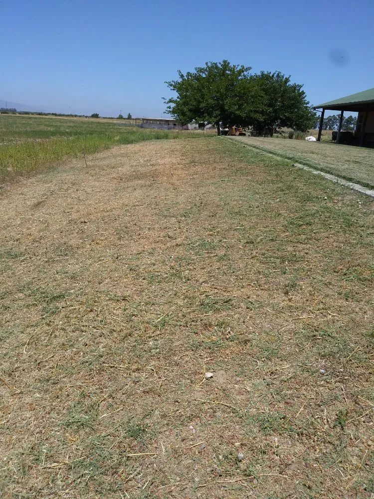 Top-rated yard cleanup service in Woodland, CA by Armando's landscape services