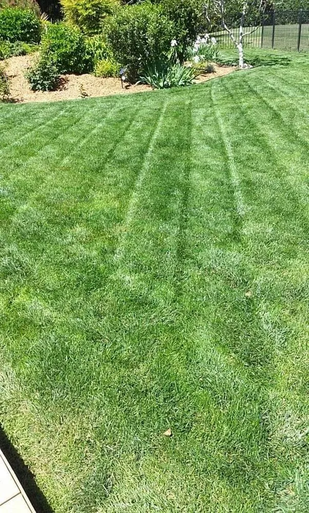 Top-rated lawn mowing service in Woodland, CA by Armando's landscape services