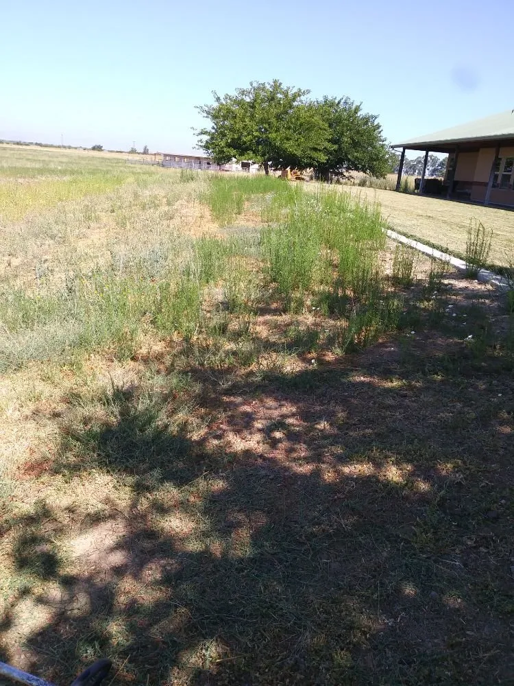 Custom landscape design in Woodland, CA by Armando's landscape services