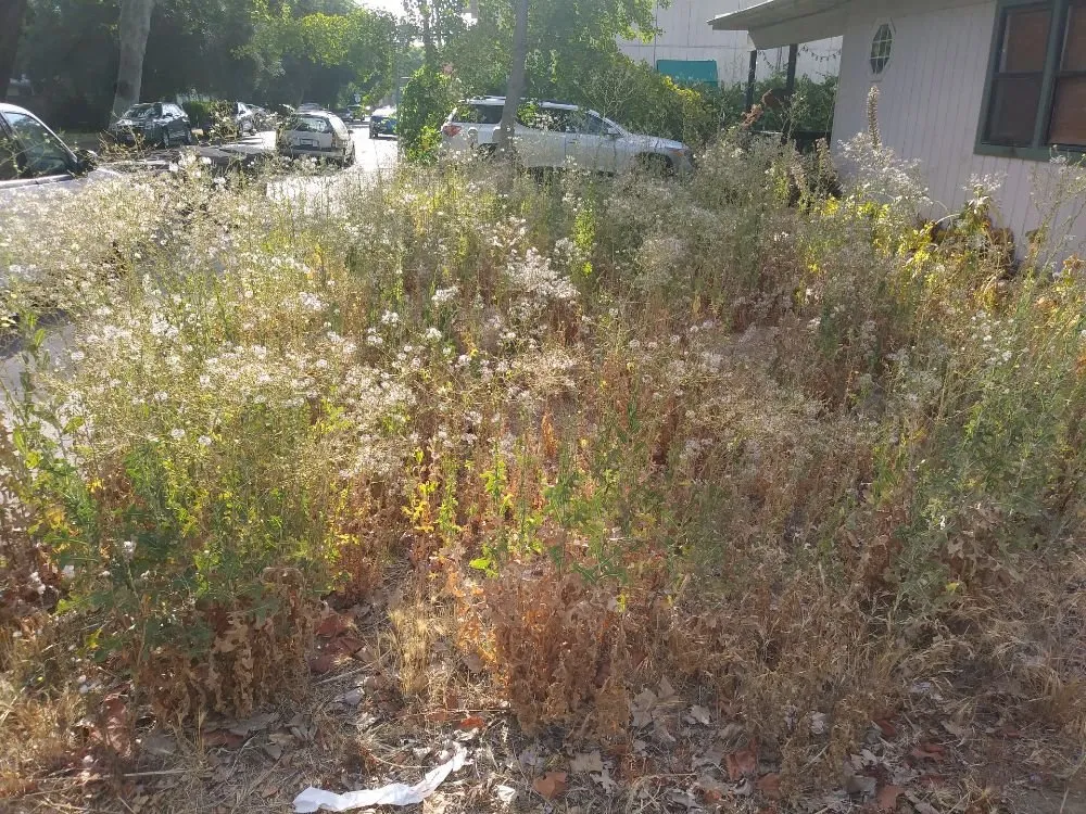 Expert lawn mowing service experts serving Woodland, CA - Armando's landscape services