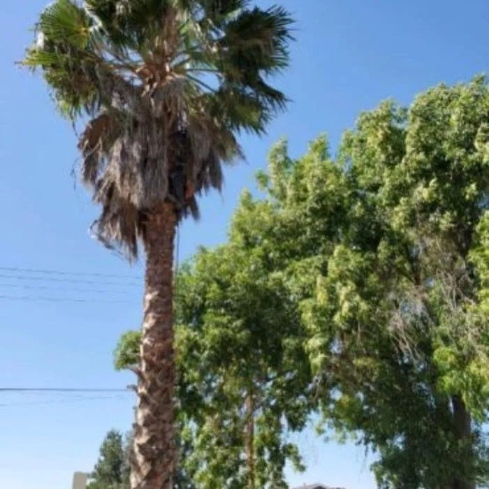 Trusted residential landscaping in Corona, CA - Armando's Landscaping