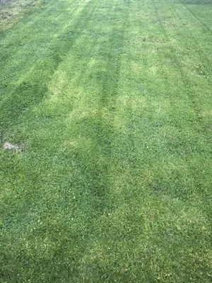 Armando’s Landscaping Logo