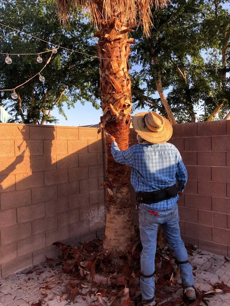 Trusted landscape installation for homes across Mesa, AZ - Armando’s Landscaping