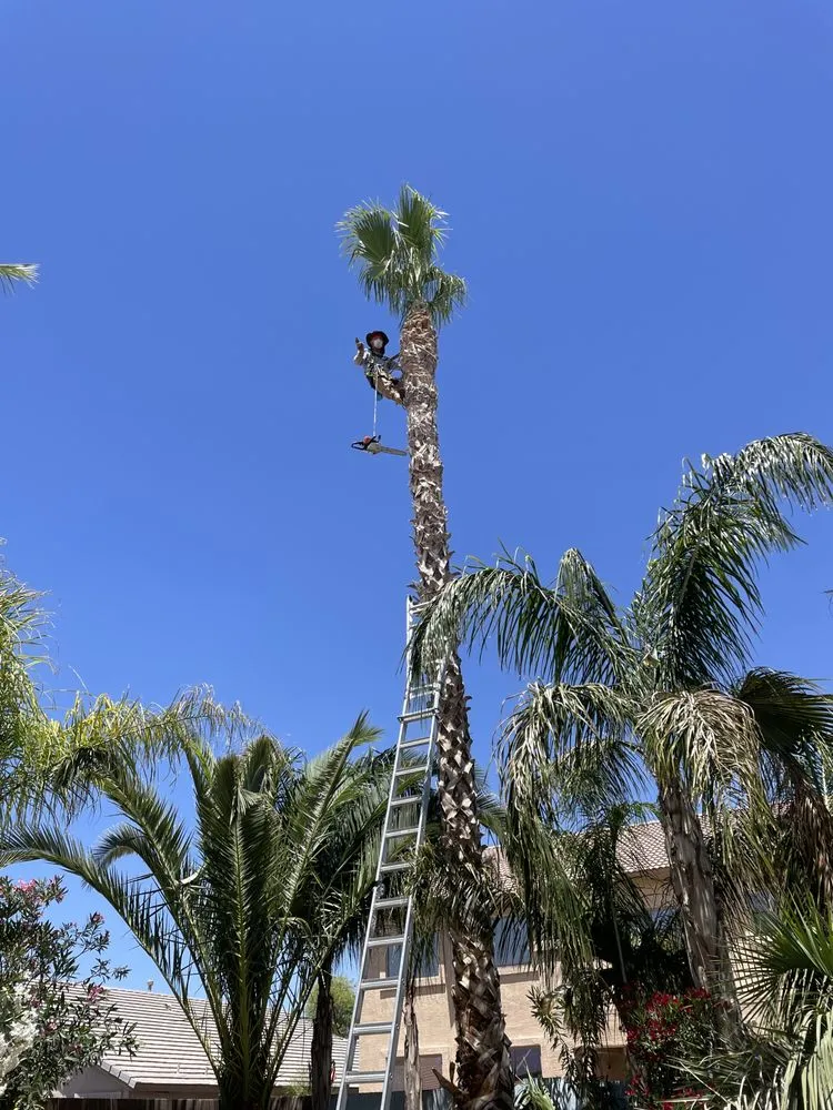 Top-rated garden landscaping experts serving Mesa, AZ - Armando’s Landscaping