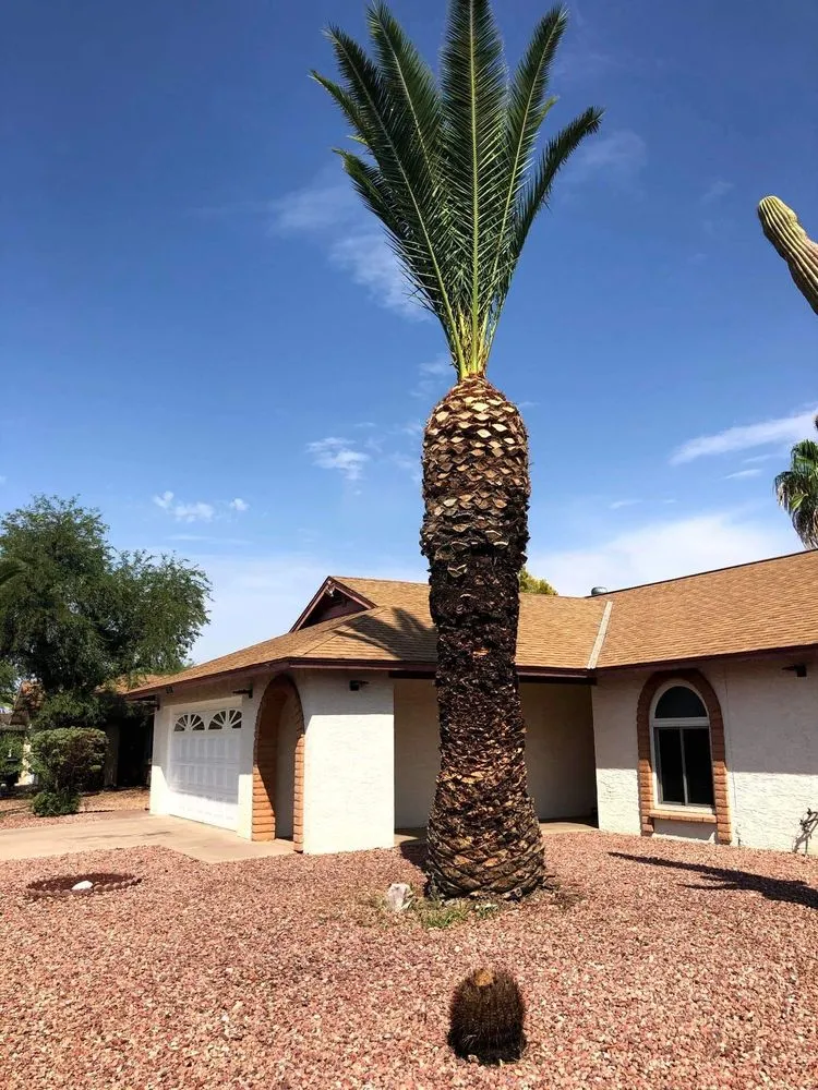 Trusted landscape installation in Mesa, AZ - Armando’s Landscaping