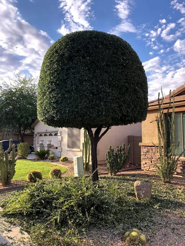 Affordable residential landscaping near you in Mesa, AZ by Armando’s Landscaping