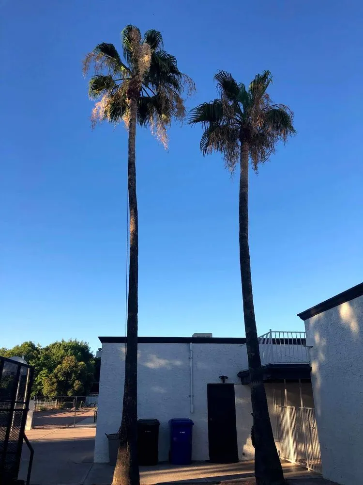 Affordable residential landscaping in Mesa, AZ - Armando’s Landscaping