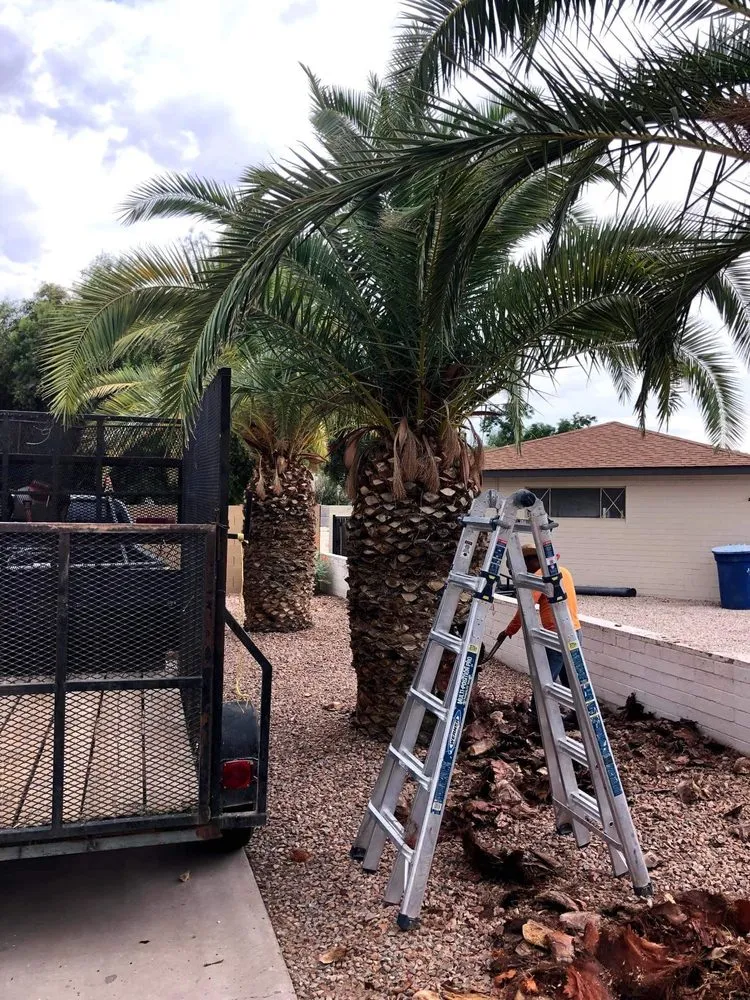 Local yard maintenance experts serving Mesa, AZ - Armando’s Landscaping