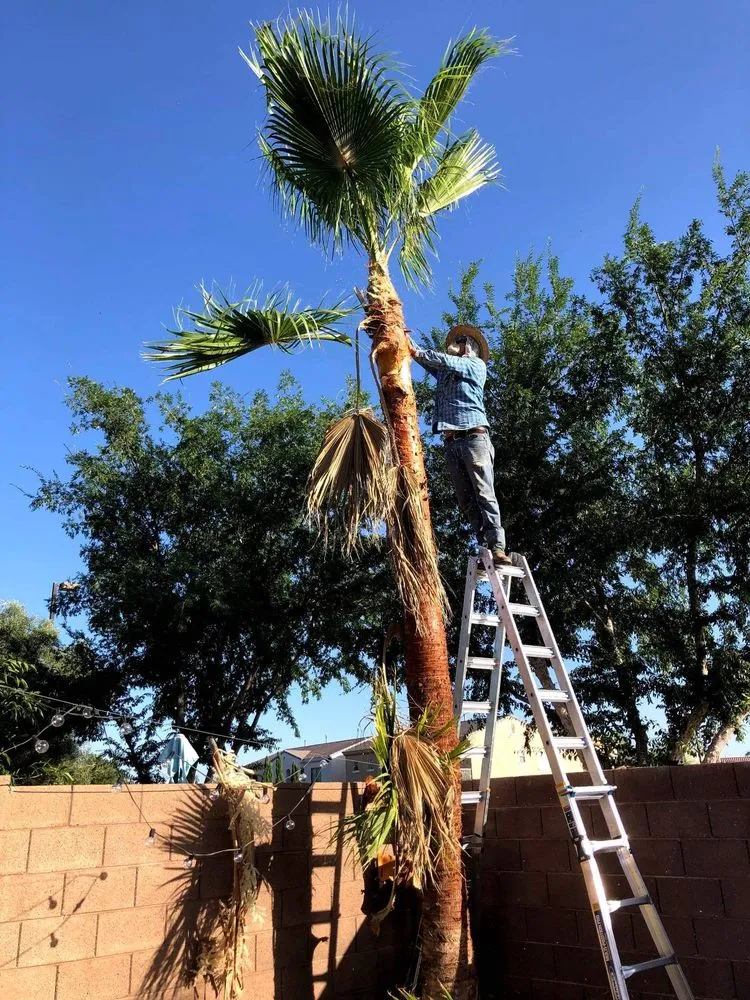 Top-rated yard cleanup service for beautiful yards across Mesa, AZ - Armando’s Landscaping