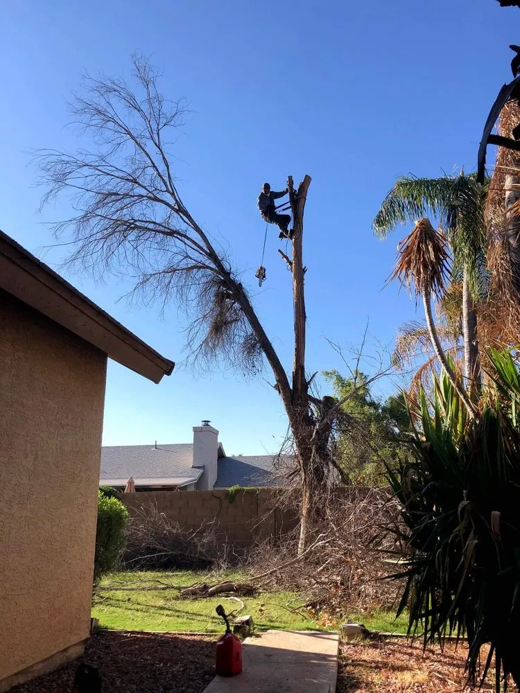 Top-rated residential landscaping for year-round maintenance in Mesa, AZ by Armando’s Landscaping