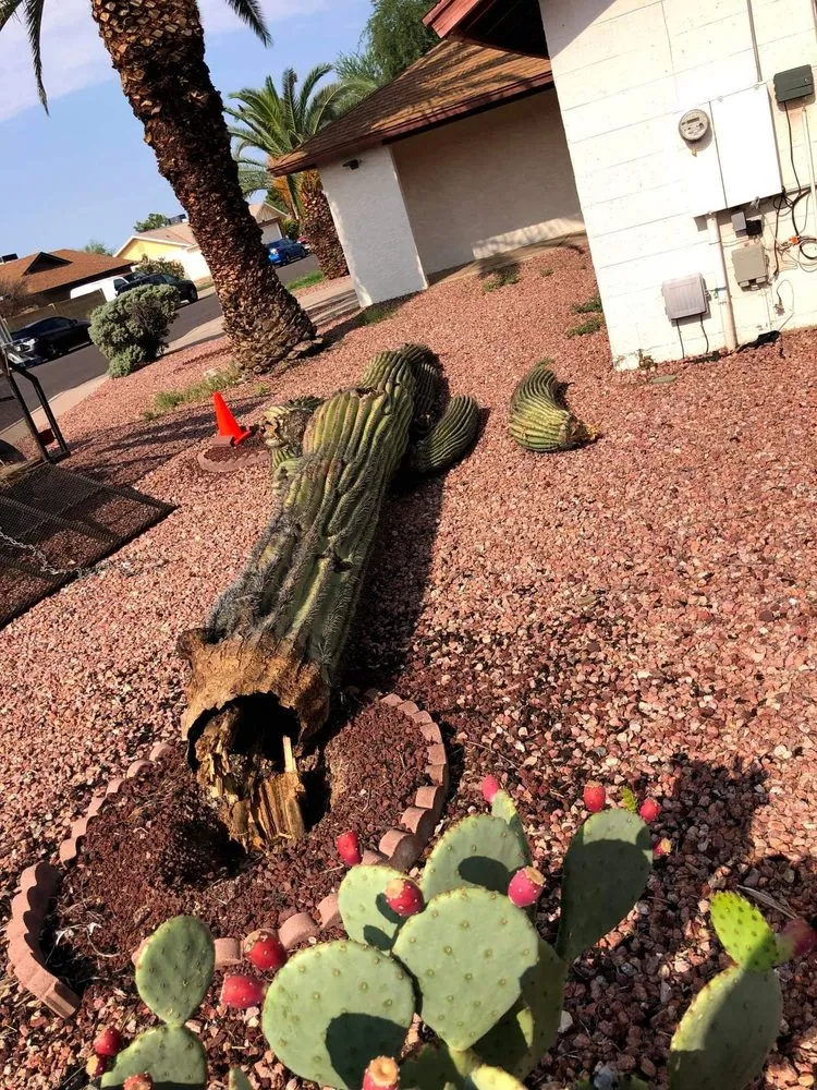 Professional residential landscaping in Mesa, AZ by Armando’s Landscaping