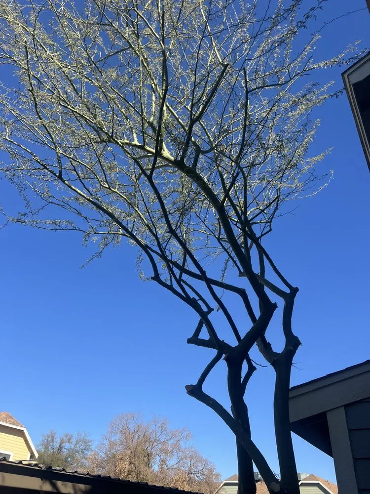 Reliable lawn mowing service for year-round maintenance in Mesa, AZ by Armando’s Landscaping