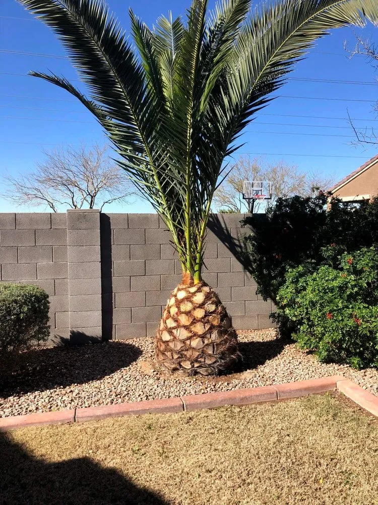 Professional outdoor landscaping in Mesa, AZ by Armando’s Landscaping