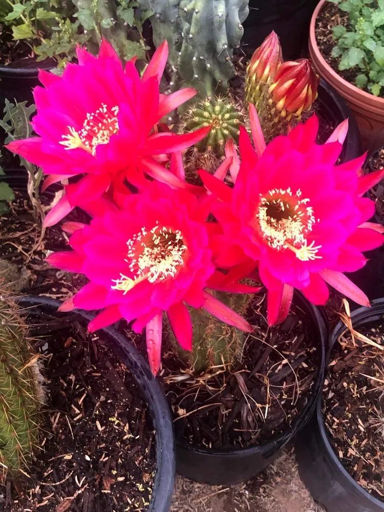 Professional garden landscaping for beautiful yards in Mesa, AZ by Armando’s Landscaping