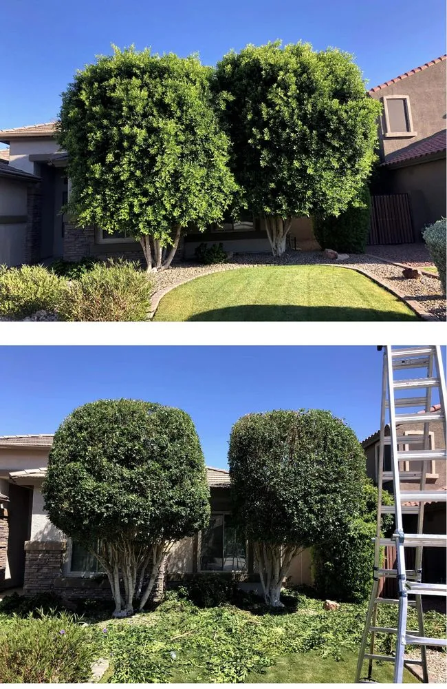 Expert yard cleanup service experts serving Mesa, AZ - Armando’s Landscaping
