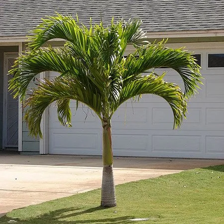 Reliable lawn care service for beautiful yards in Vero Beach, FL by Armando's Landscaping