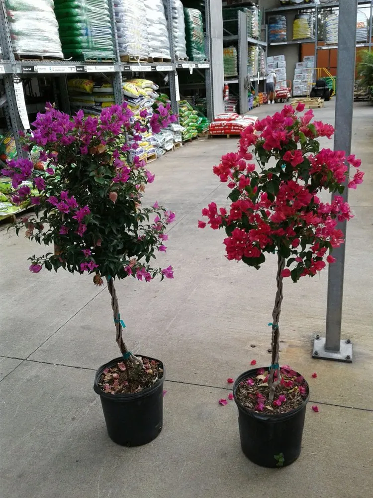 Reliable landscape design in Vero Beach, FL by Armando's Landscaping