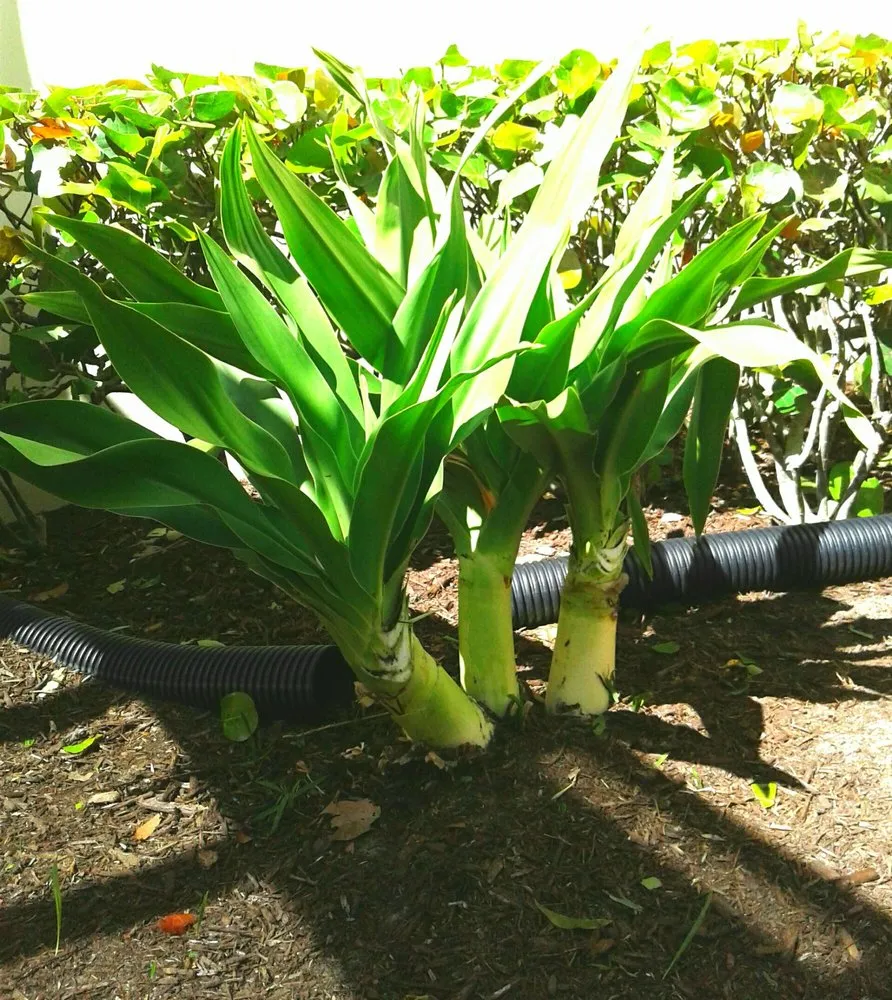 Reliable garden landscaping experts serving Vero Beach, FL - Armando's Landscaping