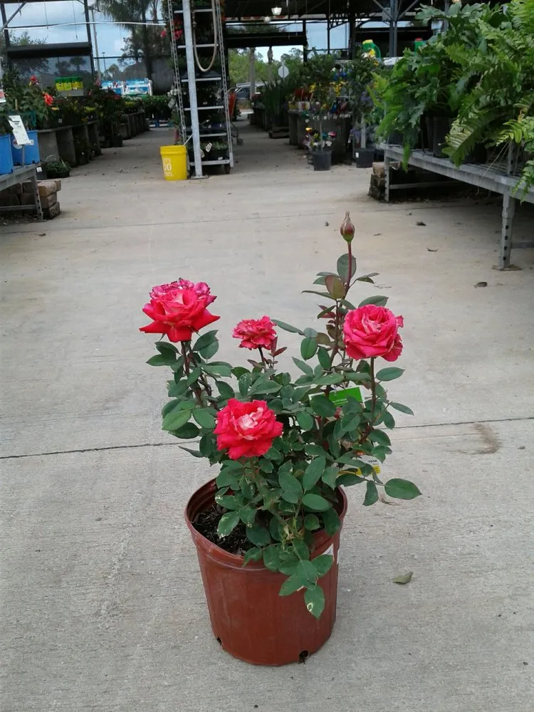 Trusted yard cleanup service experts serving Vero Beach, FL - Armando's Landscaping