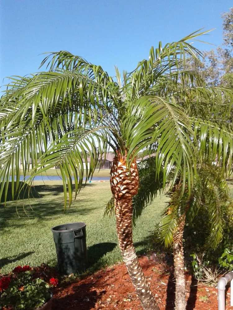 Reliable yard cleanup service for beautiful yards in Vero Beach, FL by Armando's Landscaping