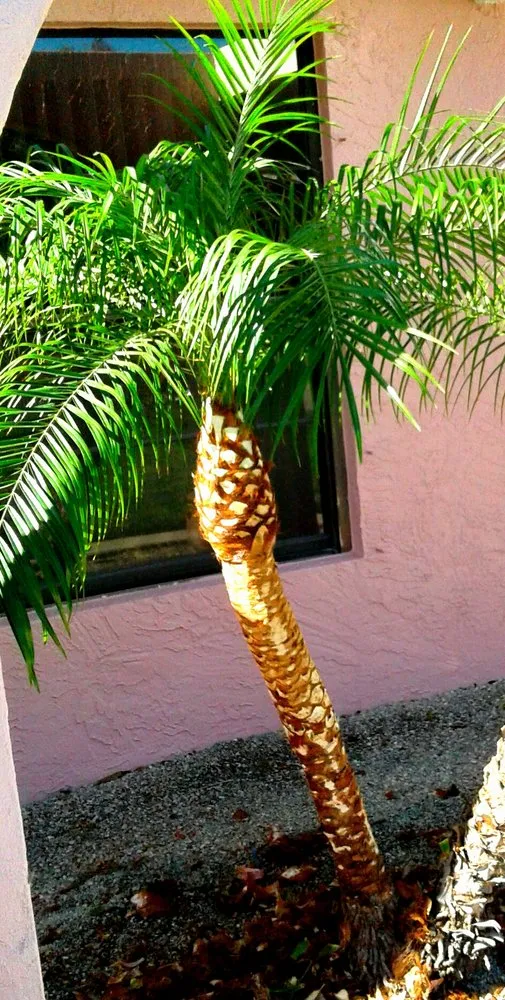 Expert lawn care service experts serving Vero Beach, FL - Armando's Landscaping