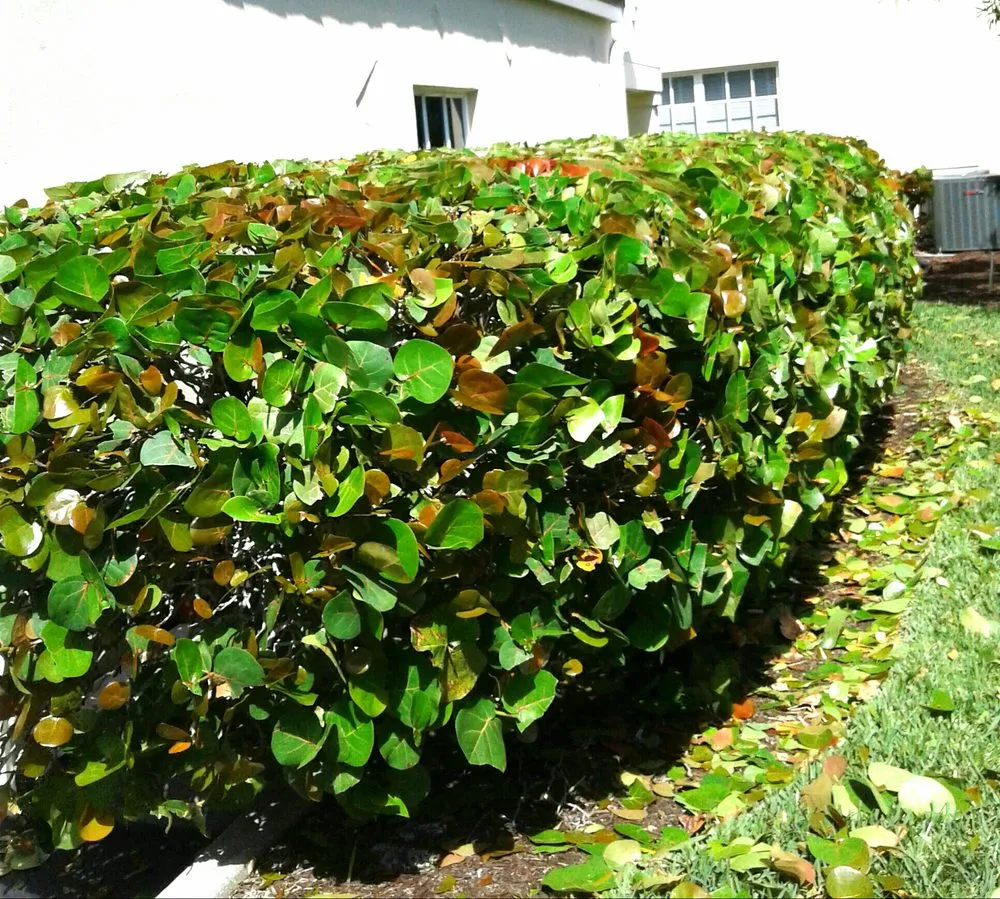 Expert garden landscaping experts serving Vero Beach, FL - Armando's Landscaping