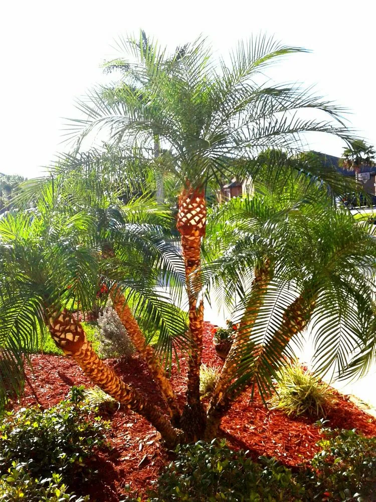 Expert lawn care service in Vero Beach, FL by Armando's Landscaping