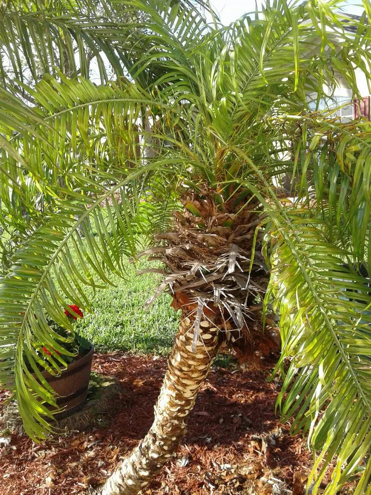 Reliable yard cleanup service with custom design across Vero Beach, FL - Armando's Landscaping