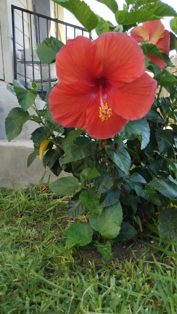 Affordable lawn care service for homes in Round Rock, TX by Armando's Lawn