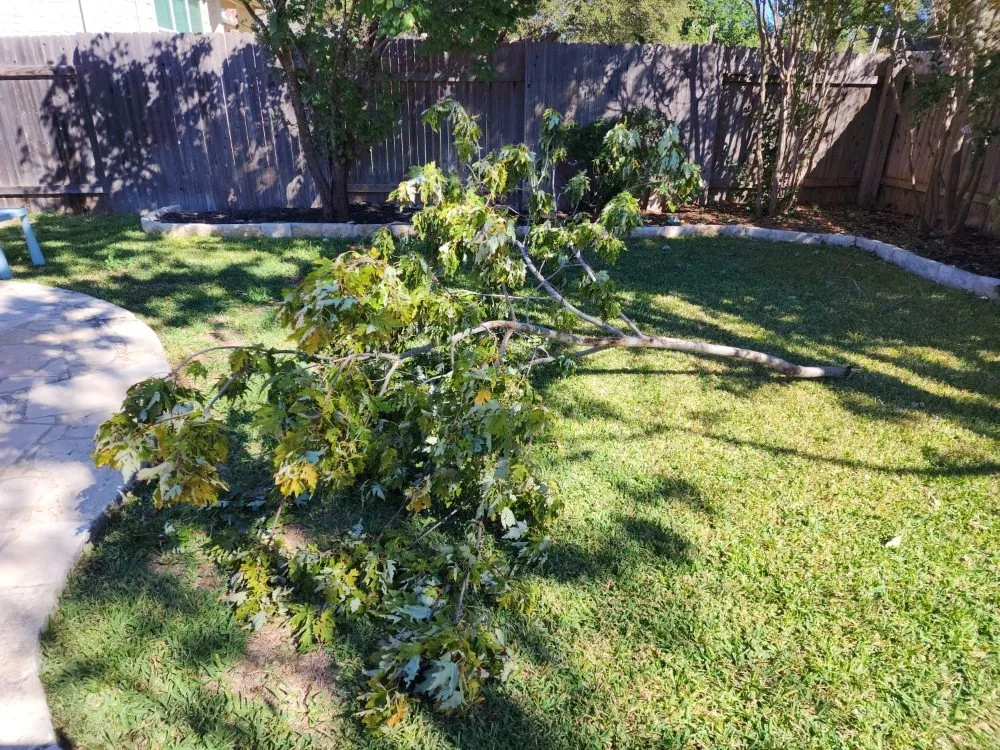 Custom landscape installation in Round Rock, TX - Armando's Lawn