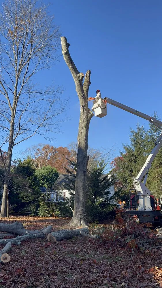 Expert landscaping services in Covington, LA - Armando's Tree Service & Landscaping