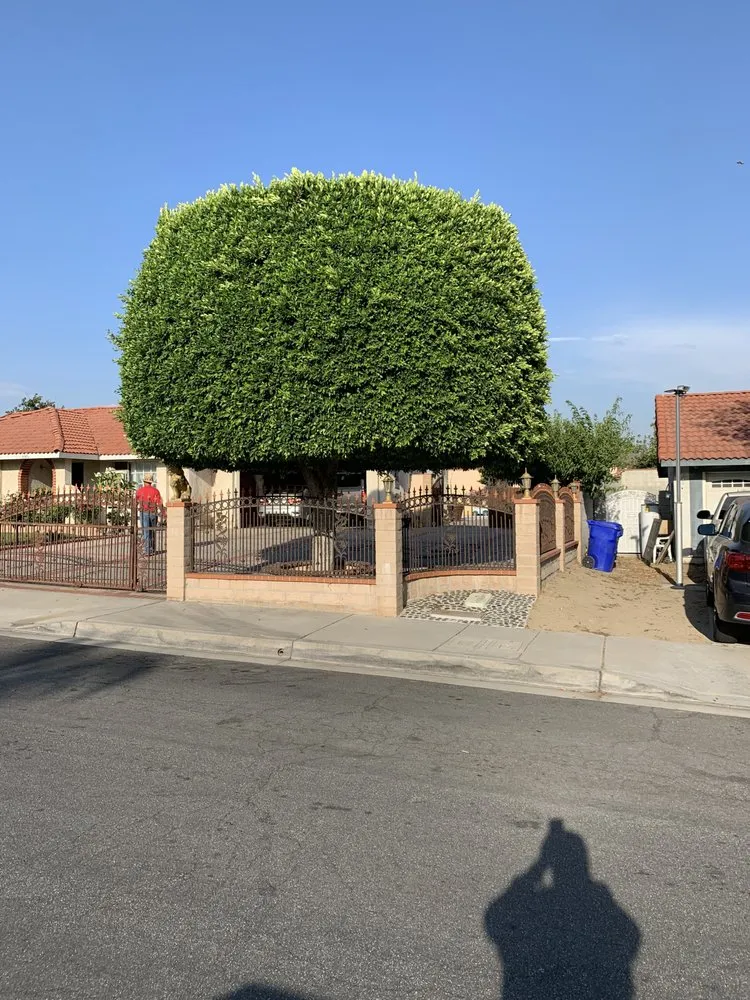 Local yard maintenance for beautiful yards across Rialto, CA - Armando's Tree Service