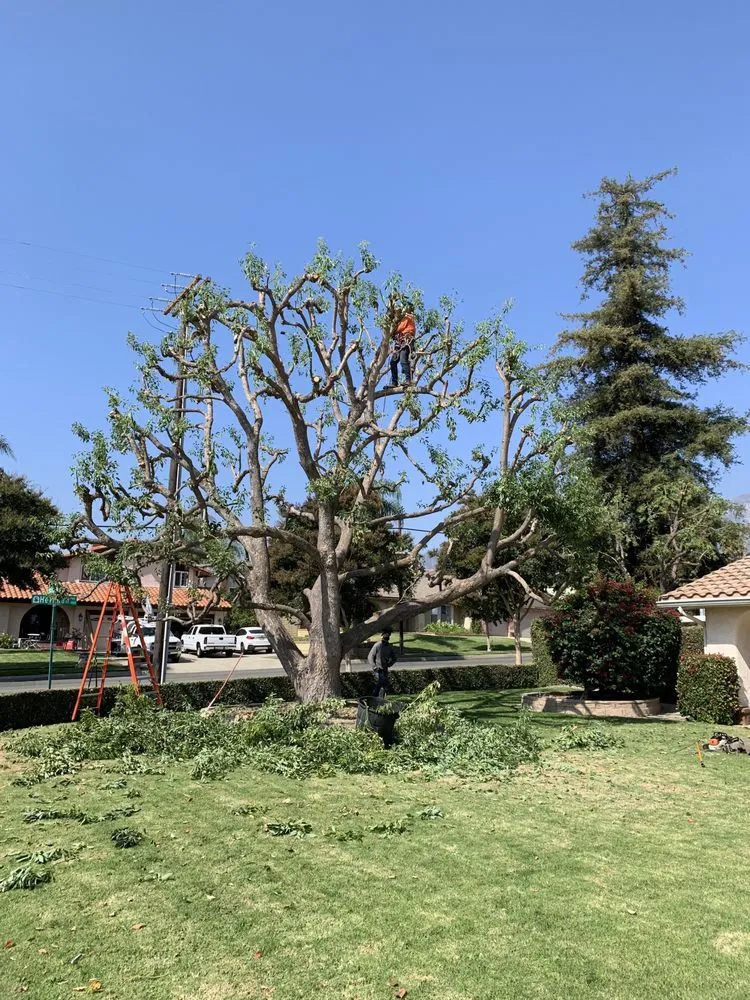 Affordable lawn care service for year-round maintenance across Rialto, CA - Armando's Tree Service