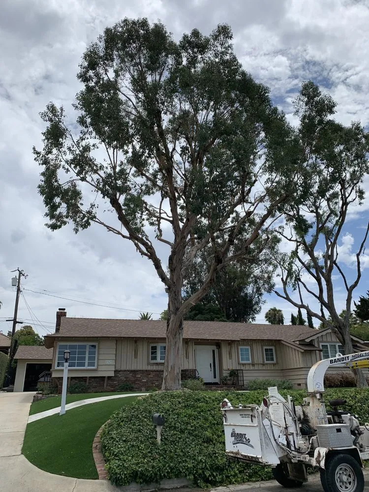 Professional landscape design for residential properties in Rialto, CA by Armando's Tree Service