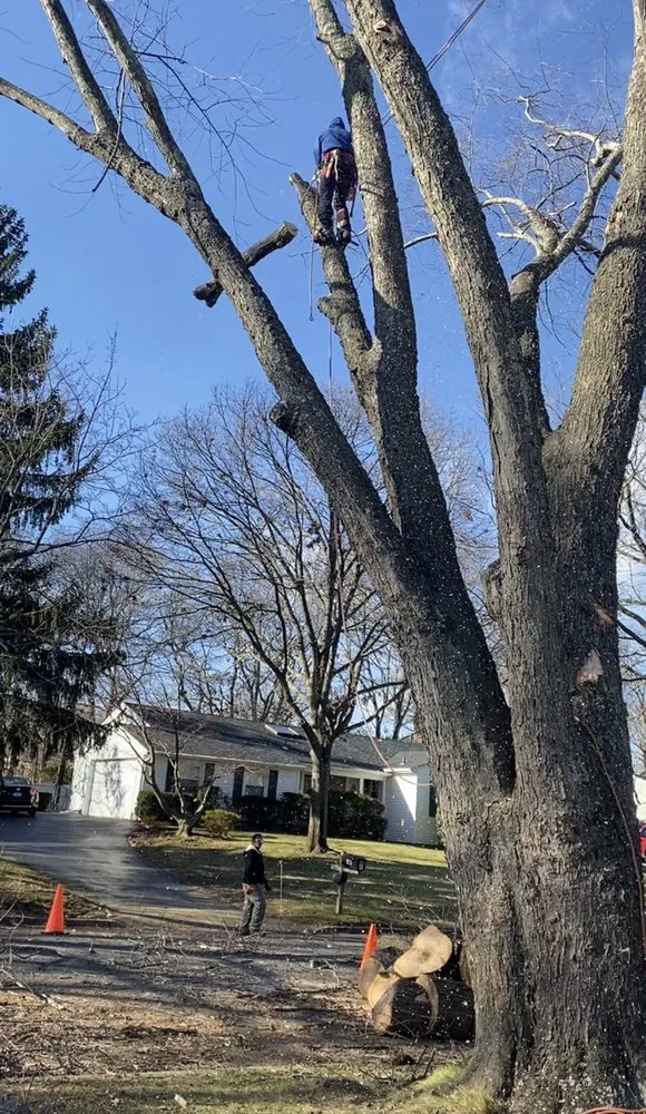 Local landscaping services for residential properties in Selden, NY by Armando's Tree Service