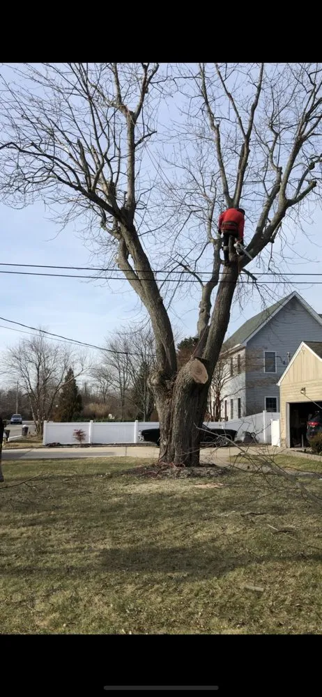 Expert lawn care service for outdoor upgrades across Selden, NY - Armando's Tree Service