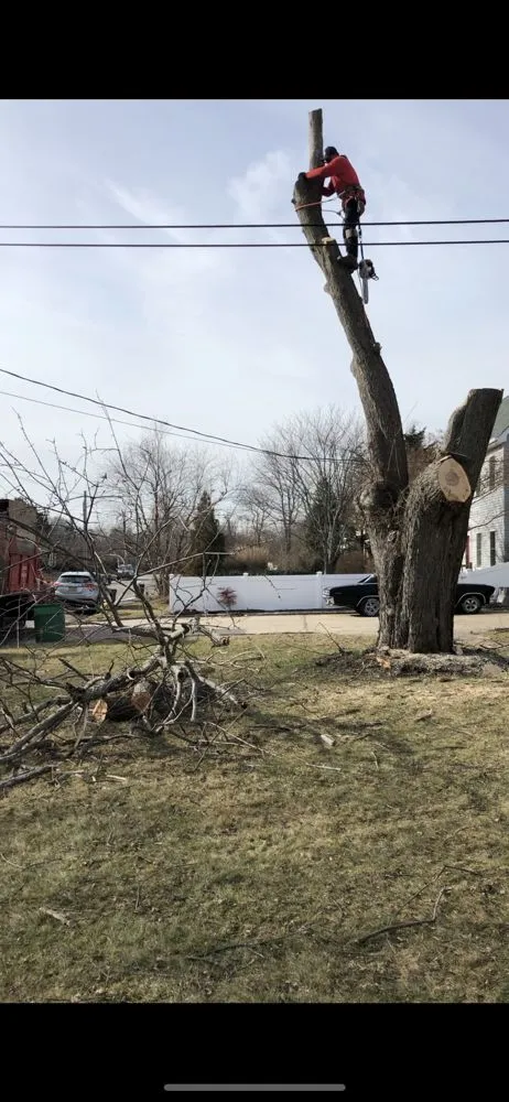 Expert landscaping services near you across Selden, NY - Armando's Tree Service